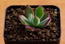 如何养护红兔耳，正确的养植方法是什么，有哪些主要注意事项？