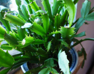 植物花卉不开花、落花落蕾，是什么原因造成的？