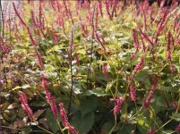 红蓼育种、种植以及病虫害防治全套技能