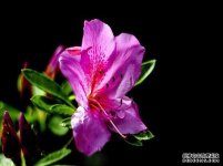 如何养护花卉锦绣杜鹃，养植过程中有哪些需要注意的事项？