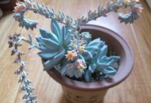 大多多肉开花时就是一个危险期，那么霜之朝这种植物开花后会死吗？