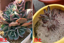多肉控养秘笈，三周胖到爆炸，越虐才越长的瘋狂！