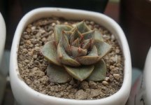 大和锦多肉培植新苗的时候多用什么方式？
