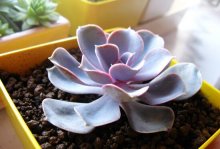 关于紫珍珠这种植物要怎么养护才能出现好状态？平时该注意哪方面事项？