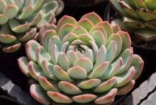 莎莎女王多肉常见情况徒长之后怎么处理，后期打理和前期养护预防有哪些问题