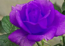 路易十四玫瑰养了许久就是不盛开，知道限制花朵的因素有哪些