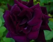 喜欢养植路易十四玫瑰的花友都希望能自己繁育一些玫瑰小苗，