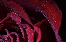 路易十四玫瑰颜色厚重优雅，平时需要注意养护方法才能出好状