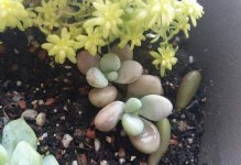 养护的多肉桃蛋一点都不粉嫩，绿成菜要怎么样才能变红出状态，怎么控制光照