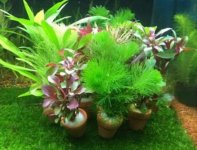 原本好养的绿菊水草养着却越来越黄，原因在光照、根腐和草泥三个之中