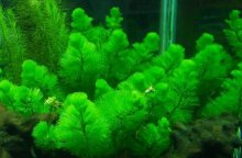 将绿菊水草剪一段，没有根放在水中就能活吗？绿菊水草具体繁育方法