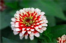 百日草又称百日菊，它和金盏菊花型很相近，怎么区分两者？