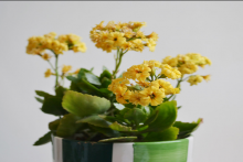  专心养植一种花，就长寿花而言怎样才能成为个中好手？