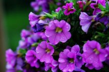 矮牵牛花量大、花期长是很多养花人士爱好种植的品种，那么在矮牵牛播种过程