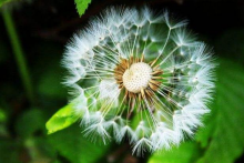 养生植物蒲公英怎么种植养护？蒲公英喜欢湿润的环境，注意防病虫害