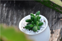 养植多肉雷童秘诀是什么？平时要多注意哪些事项？