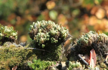 房间里能否养植还魂草，怎么养护最好对光照条件有什么要求？