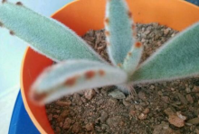 常见多肉植物兔耳是怎么繁育小苗的，实际操作中分株和叶插有什么诀窍？