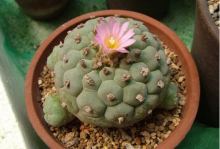 乌羽玉花需要养个几年才能开花？乌羽玉的花语代表的是什么？