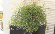 夏季千叶吊兰容易出现干枯的状况，及时浇水保证一定的光照条件以及适当的降