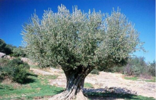  怎么使用嫁接和播种的方式来繁育橄榄花？