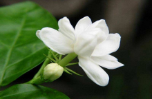 家养的小叶栀子花出现黄叶这是怎么回事？需要怎么解决？