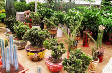 家里老人养花， 适合养植什么品种？对老人的身体有什么影响？