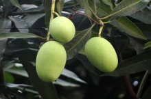 喜欢芒果自己种盆栽需要多长时间才能结果，养植过程中有什么需要注意的地方