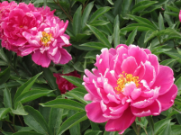 五月花神芍药怎么养殖，具体种植过程和注意点