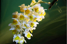 石斛类：球花铁皮枫斗怎样才能养的更好，养植过程中有哪些问题需注意？