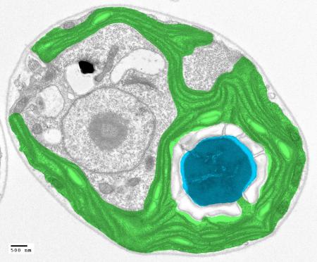 ChlamyPyrenoid-450x372.jpg