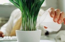 给花儿浇水有什么讲究，雨水是不是能浇花？