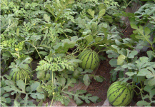西瓜原产地是哪里？西瓜营养价值和食用功效介绍