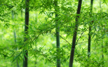 竹子适合做盆景吗？中国古代竹文化的影响有哪些？