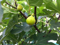 无花果开花吗？食用无花果竟有这么多功效！
