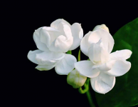 茉莉花盆栽怎么养？茉莉花养殖小妙招和四季管理