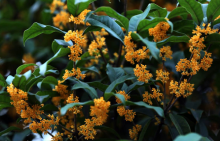 你知道桂花名字是怎么来的吗？家庭种植桂花技术介绍