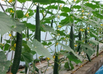 黄瓜有哪些食用功效及作用？那些人不宜吃黄瓜？