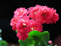 长寿花适合盆栽种植吗？长寿花生长习性与种植管理要点