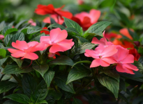 凤仙花栽培种植方法有哪些？凤仙花养护管理技巧