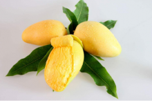 热带水果之王芒果科普：芒果有哪些营养成分？芒果养生功效有