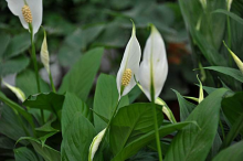 白鹤芋和白掌是一种植物吗？教你怎样在家种植栽培白鹤芋