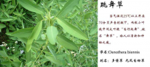 跳舞草产地习性介绍：跳舞草跳舞原理是什么？