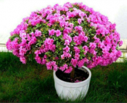 杜鹃花怎么养？杜鹃花病害有哪些？杜鹃病害怎么防治？