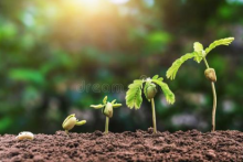 植物生长周期介绍：植物生长周期有几个阶段？