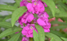 凤仙花怎么养？养凤仙花要注意哪些事项？