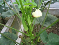 家里可以种植秋葵吗？黄葵和秋葵有哪些区别？黄葵的生态习性和种植要点有哪