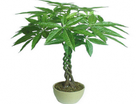 春节家里适合摆哪些植物？哪些植物吉祥喜庆？