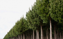松树种植管理妙招：让你的松树更快生长成材！