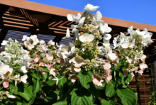 绣球花什么时候修剪？修剪绣球花要注意哪些？